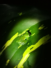 Espadarana prosoblepon