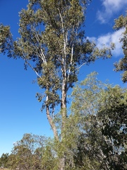 Eucalyptus moluccana