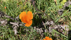 Eschscholzia californica californica