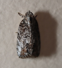 Etanna clopaea