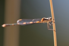 Austrolestes leda