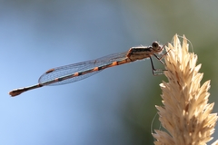 Austrolestes leda