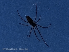 Nephila pilipes