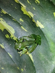 Espadarana prosoblepon