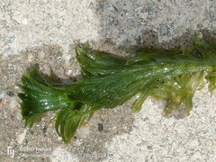 Hydrilla verticillata