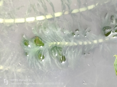 Hydrilla verticillata