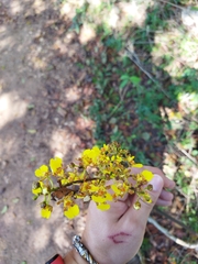 Trichocentrum ascendens