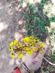 Trichocentrum ascendens