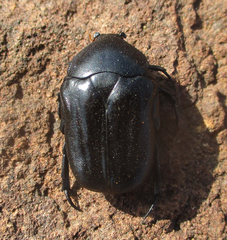 Oplostomus fuligineus