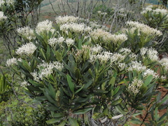Psychotria rupicola