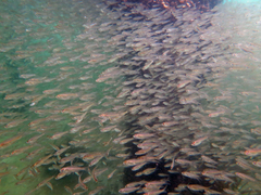 Ambassis jacksoniensis