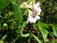 Amata trigonophora