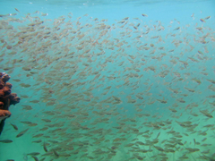 Ambassis jacksoniensis