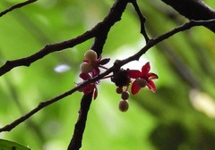 Brackenridgea australiana