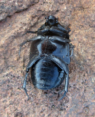 Oplostomus fuligineus