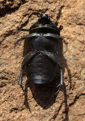 Oplostomus fuligineus