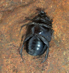 Oplostomus fuligineus