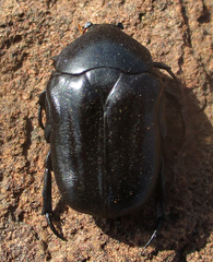 Oplostomus fuligineus