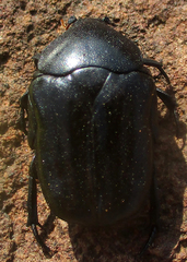 Oplostomus fuligineus