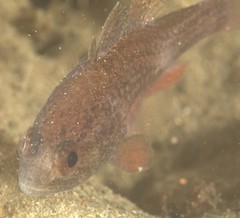 Vincentia novaehollandiae