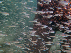 Ambassis jacksoniensis