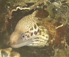 Gymnothorax cribroris