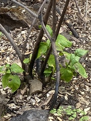 Calycanthus occidentalis