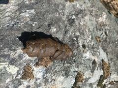 Semnopithecus schistaceus