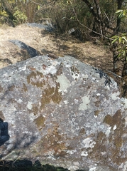 Semnopithecus schistaceus