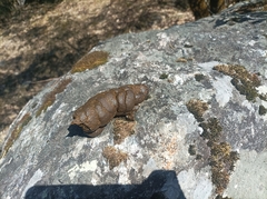 Semnopithecus schistaceus