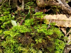 Mniodendron colensoi