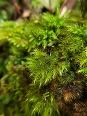 Mniodendron colensoi