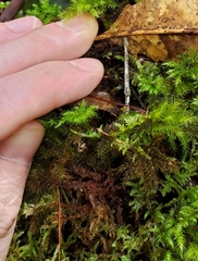 Mniodendron colensoi