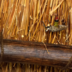 Cymatomera denticollis