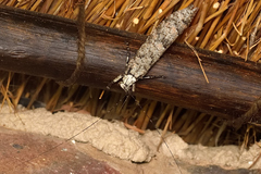 Cymatomera denticollis