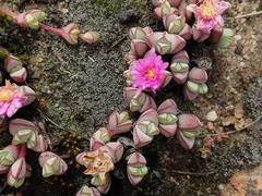 Braunsia maximilianii