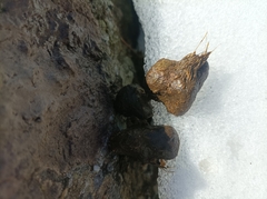 Semnopithecus schistaceus