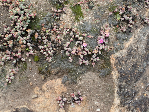 Braunsia maximiliani, photograph 4