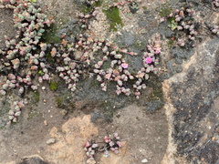 Braunsia maximilianii