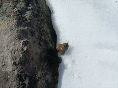 Semnopithecus schistaceus