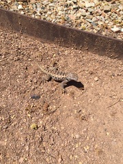 Sceloporus magister