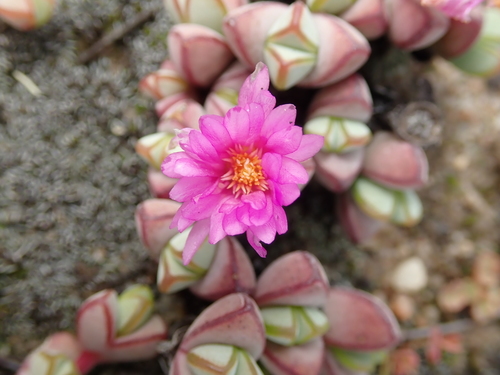 Braunsia maximiliani, photograph 2