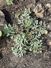 Ehrendorferia chrysantha