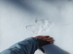 Semnopithecus schistaceus