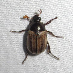 Anomala flavipennis