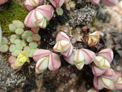Braunsia maximilianii