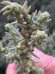 Suaeda taxifolia