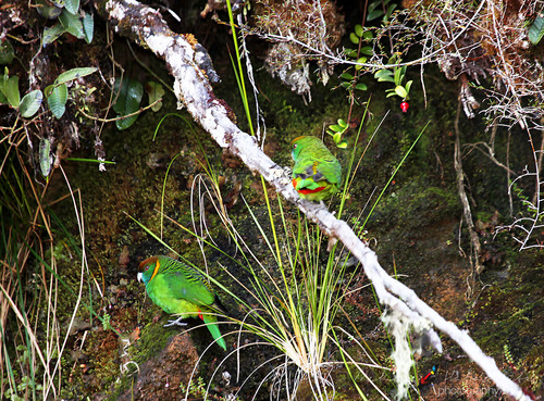 Psittacella picta, 2010-12-10