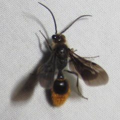 Sphaeropthalma marpesia