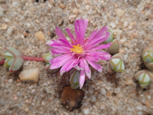 Braunsia maximiliani